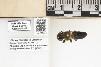 Media type: image;   Entomology 799272 Aspect: labels